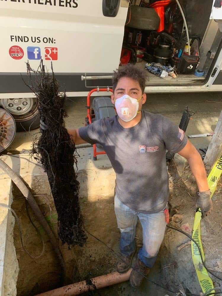 plumber removing root from sewer pipe